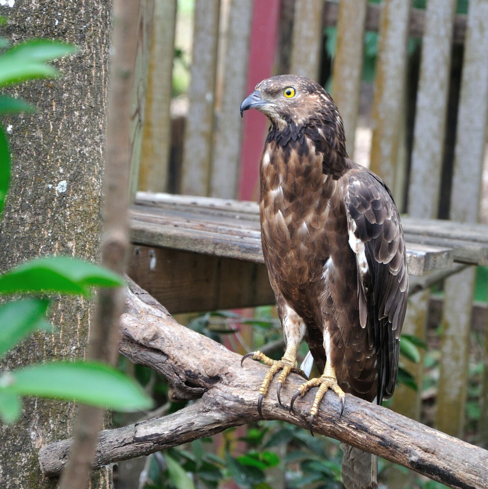 蜂鷹 國立屏東科技大學保育類野生動物收容中心