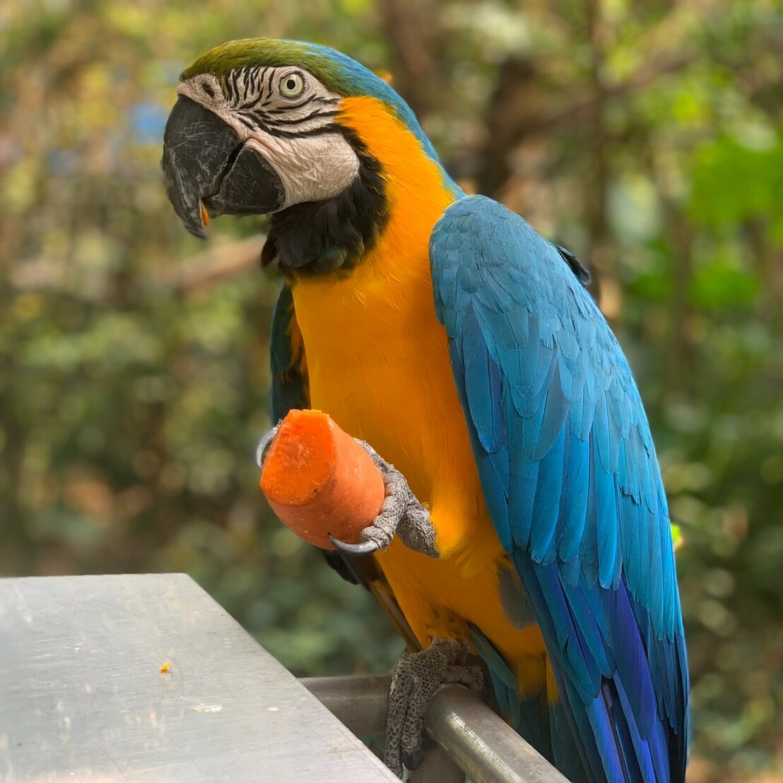 黃藍金剛鸚鵡混種– 國立屏東科技大學保育類野生動物收容中心