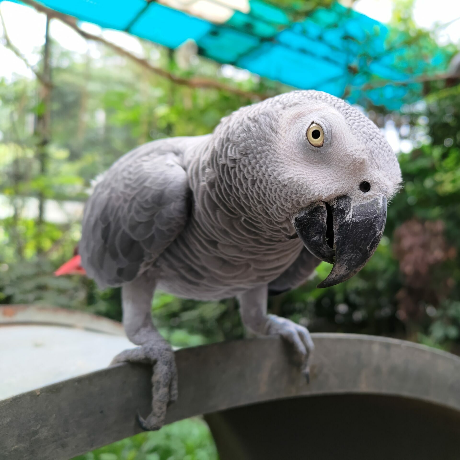 非洲灰鸚鵡– 國立屏東科技大學保育類野生動物收容中心