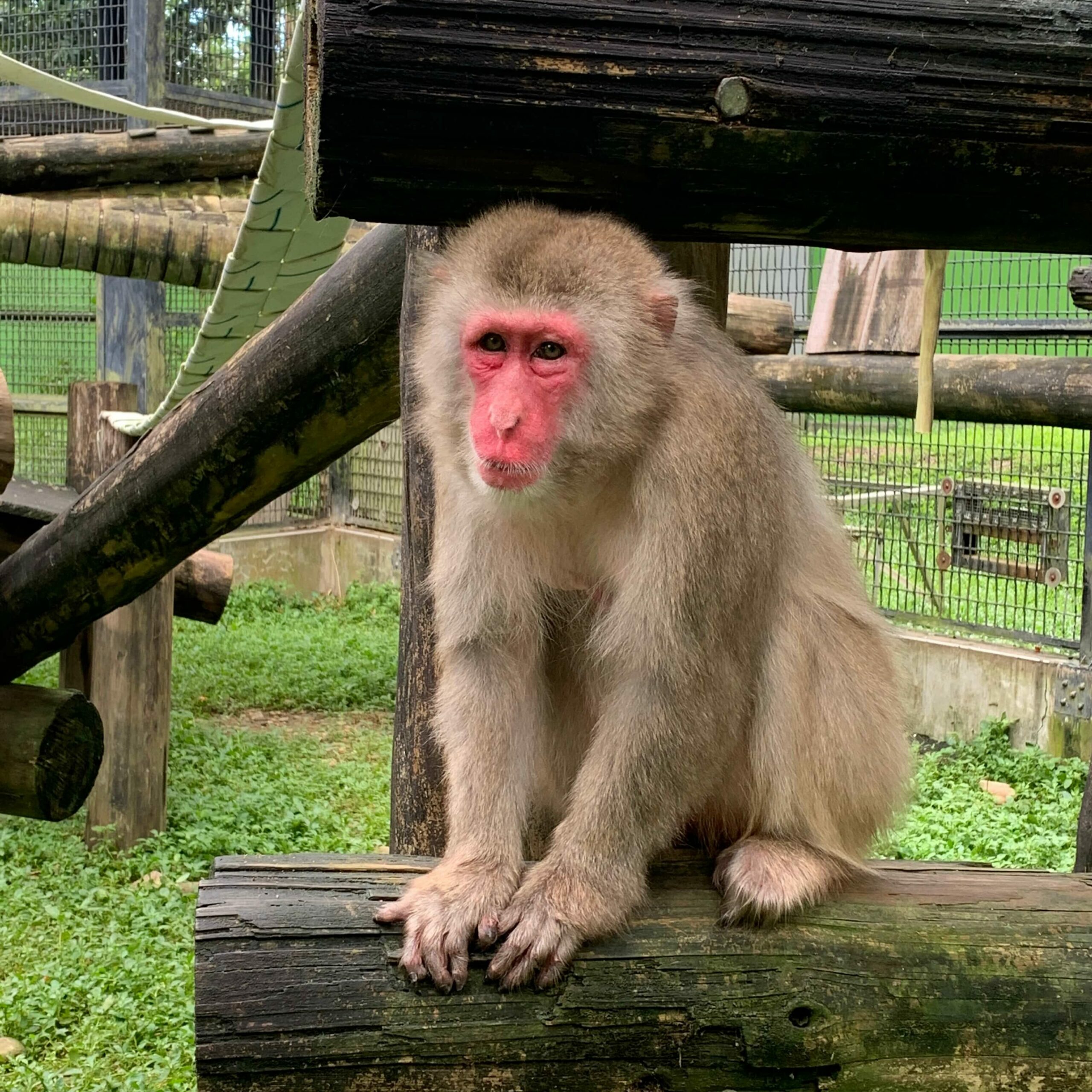 日本獼猴 – 國立屏東科技大學保育類野生動物收容中心