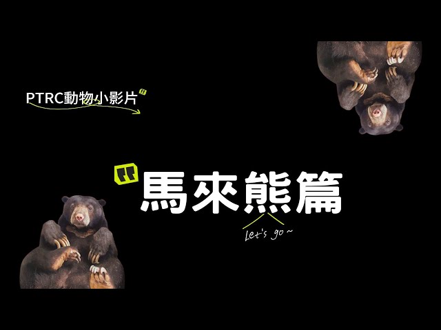 【🐻馬來熊特輯☀️】認識世界上最小的熊！｜熱帶雨林的迷你巨人