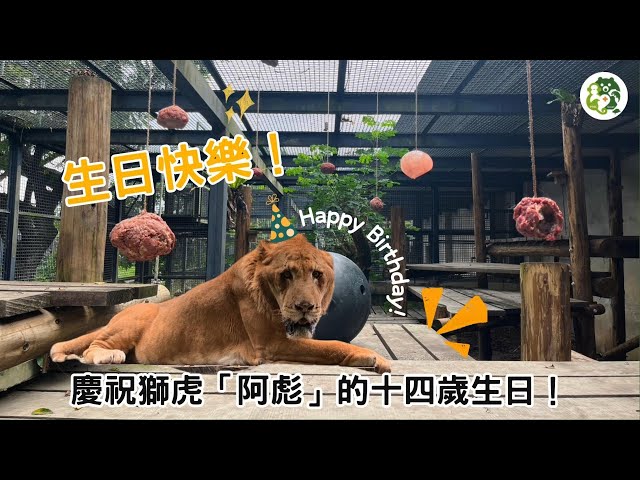 【🥳生日快樂！獅虎「阿彪」𝟭𝟰歲生日派對來囉🎁🎉】